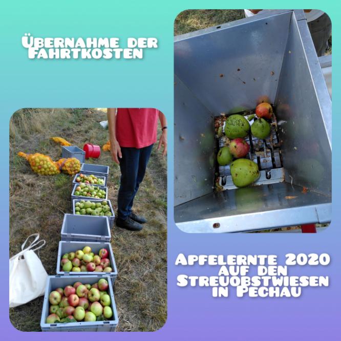 apfelernte_pechau.jpg